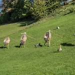 Jungbauernhof Mühlenbach