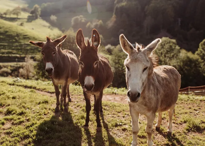 Gospodarstwo agroturystyczne Jungbauernhof *
